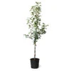 Fuji & Haralson Twisted Apple Tree 2 Fuji & Haralson Twisted Apple Tree -Fast-Growing-Trees Shop Fuji Haralson Twisted Apple Tree 600x600 73b8c5c4 a870 4777 abbd 685802f1e817