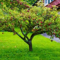Fuji Apple Tree -Fast-Growing-Trees Shop Fuji Apple 6 FGT e34a741b cab5 4776 8dfb 3b5cd6c1b224