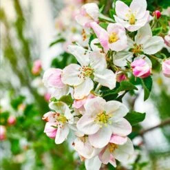 Gala Apple Tree - USDA Organic -Fast-Growing-Trees Shop Gala Apple 4