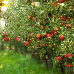 Gala Apple Tree - USDA Organic -Fast-Growing-Trees Shop Gala Apple 5