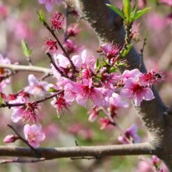 Galaxy Peach Tree 13 Galaxy Peach Tree -Fast-Growing-Trees Shop Galaxy Peach Tree 1