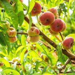 Galaxy Peach Tree 11 Galaxy Peach Tree -Fast-Growing-Trees Shop Galaxy Peach Tree 3