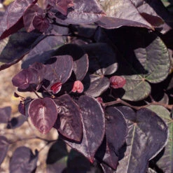 Garden Gems® Amethyst Redbud Tree -Fast-Growing-Trees Shop Garden Gems Amythyst 2