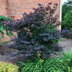 Garden Gems® Amethyst Redbud Tree -Fast-Growing-Trees Shop Garden Gems Amythyst 3