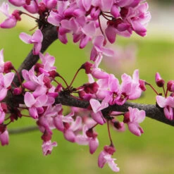 Garden Gems® Amethyst Redbud Tree -Fast-Growing-Trees Shop Garden Gems Amythyst 4