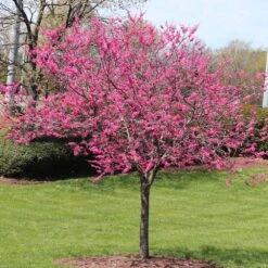 Garden Gems® Amethyst Redbud Tree -Fast-Growing-Trees Shop Garden Gems Amythyst 5
