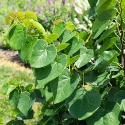 Garden Gems® Emerald Redbud Tree -Fast-Growing-Trees Shop Garden Gems Emerald 1