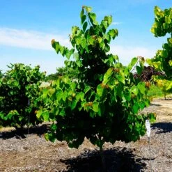 Garden Gems® Emerald Redbud Tree -Fast-Growing-Trees Shop Garden Gems Emerald 3