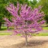 Garden Gems® Emerald Redbud Tree 2 Garden Gems® Emerald Redbud Tree -Fast-Growing-Trees Shop Garden Gems Emerald FGT 600x600 d1ef7a36 461c 405e b528 c0ebf54f8deb
