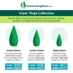 Junior Giant Thuja Tree -Fast-Growing-Trees Shop GiantThujaCollectionGraphic 46da212d 75c4 4b15 9d43 0f7dc11664cd