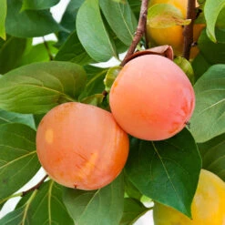 Giant Fuyu Persimmon Tree -Fast-Growing-Trees Shop Giant Persimmon 1