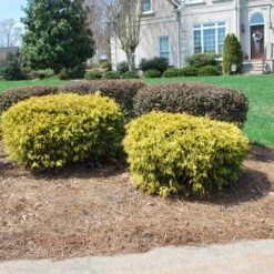 Gold Mop Cypress -Fast-Growing-Trees Shop Gold Mop Cypress 1 FGT