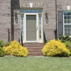 Gold Mop Cypress -Fast-Growing-Trees Shop Gold Mop Cypress 2 FGT