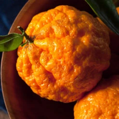 Gold Nugget Mandarin Tree 10 Gold Nugget Mandarin Tree -Fast-Growing-Trees Shop Gold Nugget Manderine Tree 4 FGT