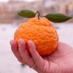 Gold Nugget Mandarin Tree 9 Gold Nugget Mandarin Tree -Fast-Growing-Trees Shop Gold Nugget Manderine Tree 7