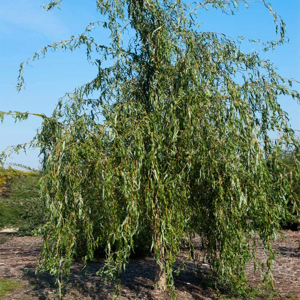Golden Curls' Corkscrew Willow 8 Golden Curls' Corkscrew Willow - Image 6