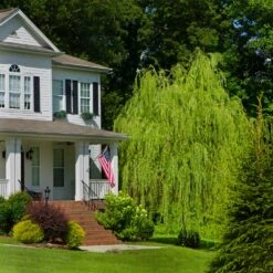 Golden Curls' Corkscrew Willow 10 Golden Curls' Corkscrew Willow -Fast-Growing-Trees Shop Golden Curls Willow 4