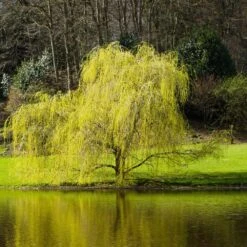 Golden Curls' Corkscrew Willow 11 Golden Curls' Corkscrew Willow -Fast-Growing-Trees Shop Golden Curls Willow 5