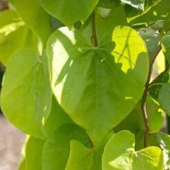 Golden Falls® Redbud Tree -Fast-Growing-Trees Shop Golden Falls Redbud 2