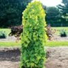 Golden Falls® Redbud Tree -Fast-Growing-Trees Shop Golden Falls Redbud 600x600 a882b66d db87 4959 aab9 4e0f0c68ac07