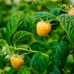 Golden Raspberry -Fast-Growing-Trees Shop Golden Raspberry 2 FGT 00a3b216 a297 42c3 9ea2 e8b85af5491c