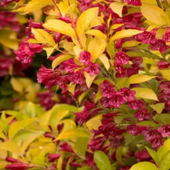 Golden Jackpot® Weigela Shrub 8 Golden Jackpot® Weigela Shrub -Fast-Growing-Trees Shop Golden jackpot Weigela 2
