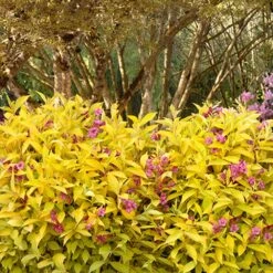 Golden Jackpot® Weigela Shrub 9 Golden Jackpot® Weigela Shrub -Fast-Growing-Trees Shop Golden jackpot Weigela 3
