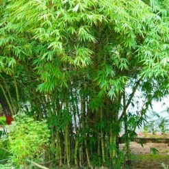 Graceful Bamboo -Fast-Growing-Trees Shop Graceful Bamboo 1