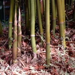 Graceful Bamboo -Fast-Growing-Trees Shop Graceful Bamboo 3 FGT