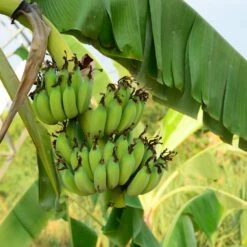 Grand Nain 'Naine' Banana Tree -Fast-Growing-Trees Shop Grand Naine Nain Banana 3 FGT