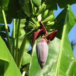 Grand Nain 'Naine' Banana Tree -Fast-Growing-Trees Shop Grand Naine Nain Banana 6