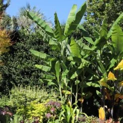 Grand Nain 'Naine' Banana Tree -Fast-Growing-Trees Shop Grand Naine Nain Banana 7 FGT