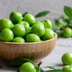 Green Gage Plum -Fast-Growing-Trees Shop Green Gage Plum 2