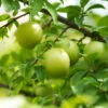 Green Gage Plum 2 Green Gage Plum -Fast-Growing-Trees Shop Green Gage Plum 600x600 f3677a03 8f2c 4aed a91d 6b51be46e619