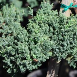 Green Mound Juniper Topiary 7 Green Mound Juniper Topiary -Fast-Growing-Trees Shop Green Mound JUniper 3 FGT 95b457e9 9712 4329 b324 05ec99fb2809