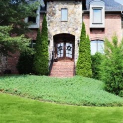 Green Mound Juniper -Fast-Growing-Trees Shop Green Mound Juniper 4