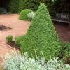 Green Mountain Boxwood Shrub -Fast-Growing-Trees Shop Green Mountain Boxwood FTG 600x600 3a2040a9 99c9 4feb 877a 60d667b84286