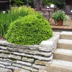 Green Velvet Boxwood Shrub 11 Green Velvet Boxwood Shrub -Fast-Growing-Trees Shop Green Velvet Boxwood 4 FGT