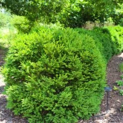 Green Velvet Boxwood Shrub 13 Green Velvet Boxwood Shrub -Fast-Growing-Trees Shop Green Velvet Boxwood 7
