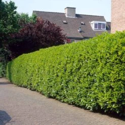 Greenfinity Cherry Laurel -Fast-Growing-Trees Shop Greenfinity Laurel 3 FGT