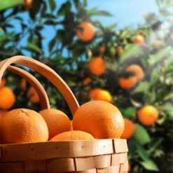 Hamlin Sweet Orange Tree -Fast-Growing-Trees Shop Hamlin Orange 1