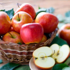 Fuji & Haralson Twisted Apple Tree -Fast-Growing-Trees Shop Harelson