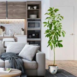 Smoothie Kit -Fast-Growing-Trees Shop Hass Avocado 1 FGT