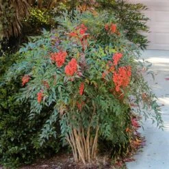Heavenly Bamboo Nandina Shrub