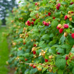 Heritage Everbearing Raspberry Plant -Fast-Growing-Trees Shop Heritage Raspberry 4 FGT