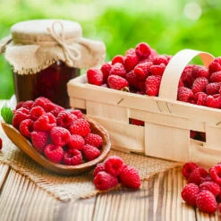 Heritage Everbearing Raspberry Plant -Fast-Growing-Trees Shop Heritage Raspberry 5 FGT