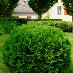 Hetz Midget Thuja Shrub 8 Hetz Midget Thuja Shrub -Fast-Growing-Trees Shop Hetz Midget Thuja 2 FGT