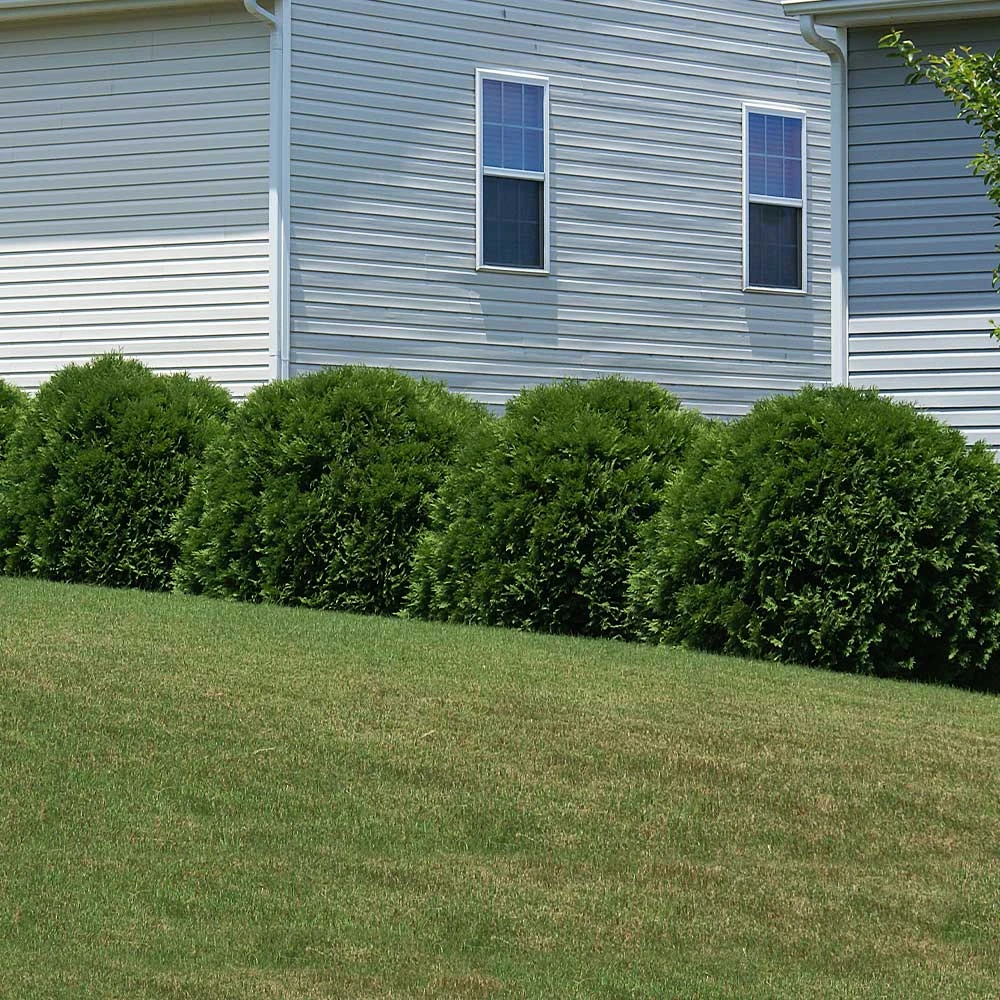 Hetz Midget Thuja Shrub 5 Hetz Midget Thuja Shrub - Image 3