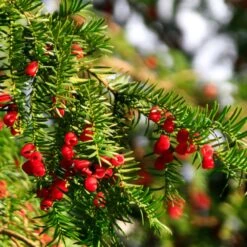 Hicks Yew Tree -Fast-Growing-Trees Shop Hicks Yew7 FGT