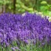 Hidcote Purple Lavender Plant 1 Hidcote Purple Lavender Plant -Fast-Growing-Trees Shop Hidcote Lavender FGT 600x600 79b77455 a993 45c2 8750 169020b8fab3